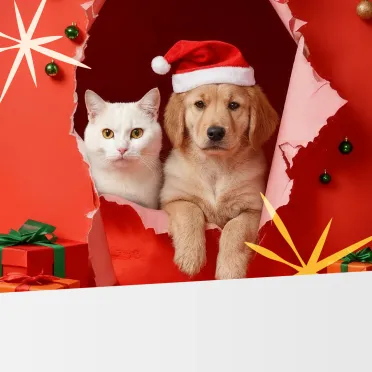 kot i pies w czapce mikołaja